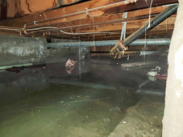 Best Flood restoration services  in Newport, SC