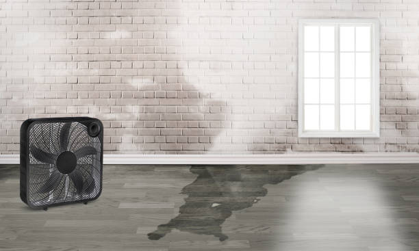 Best Emergency water damage restoration  in Newport, SC